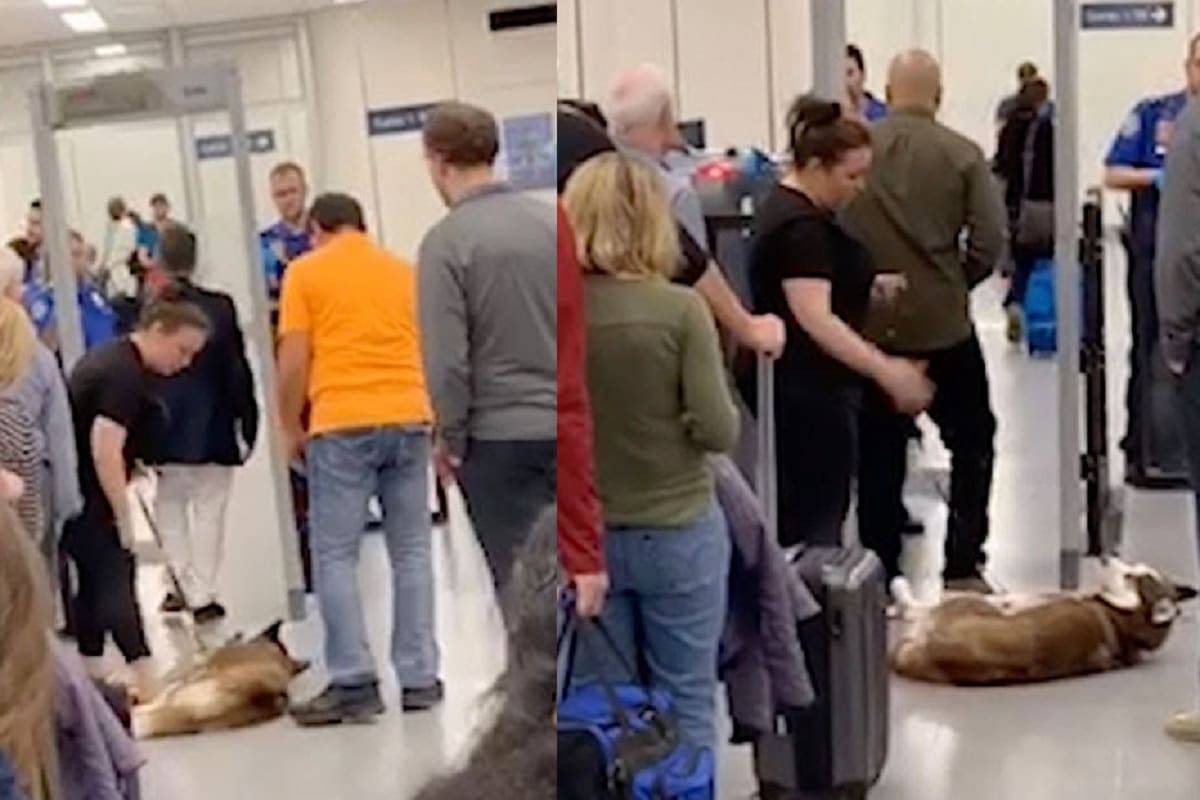 cane controlli aeroporto