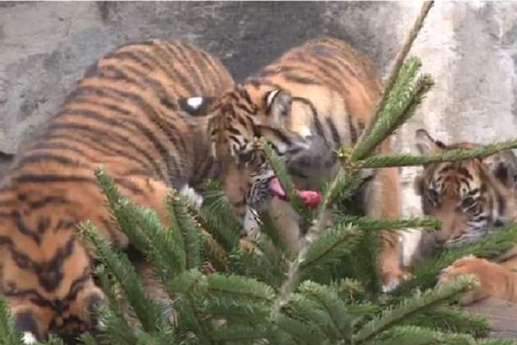 berlino alberi natale zoo