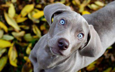 razze cani occhi blu