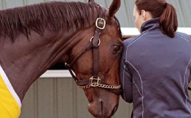 cavallo stress