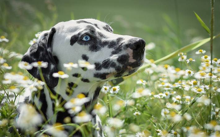 razze cani occhi blu