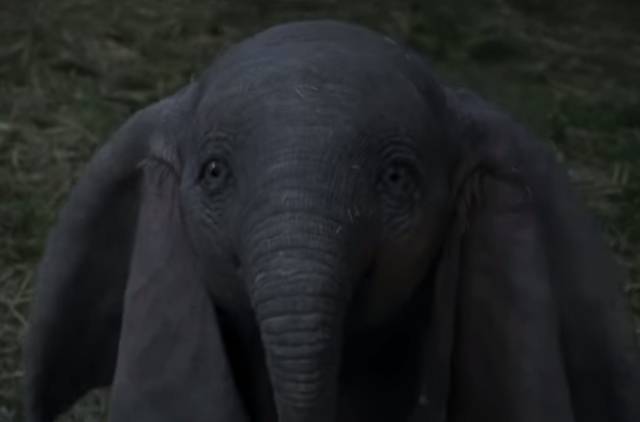 dumbo