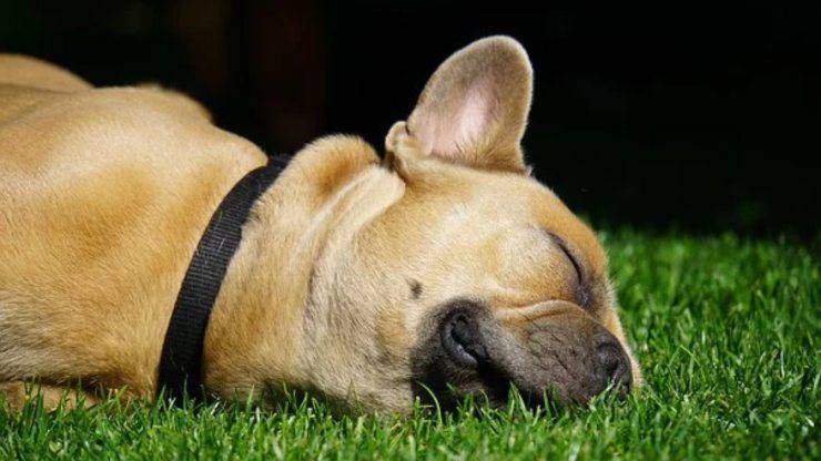 cane dorme fuori in giardino o in casa