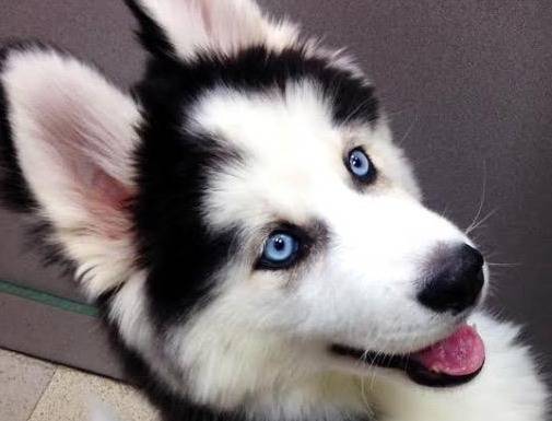 cani occhi blu