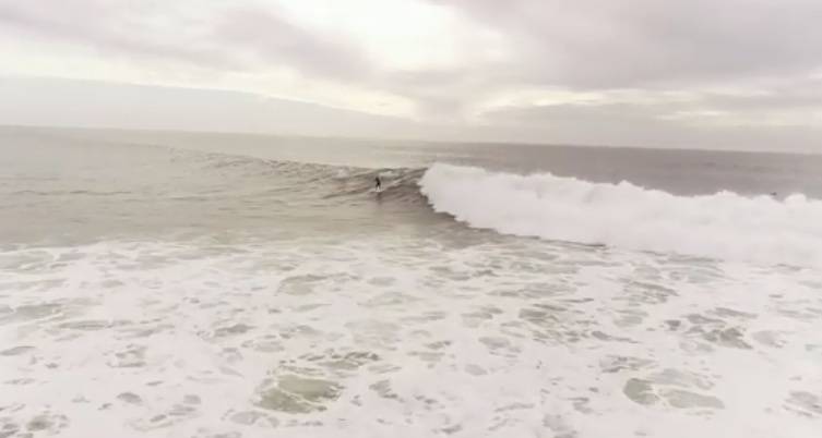 delfini surfisti