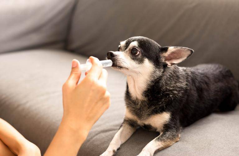 vermi nel cane