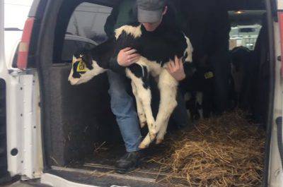 trasporto vitelli macello