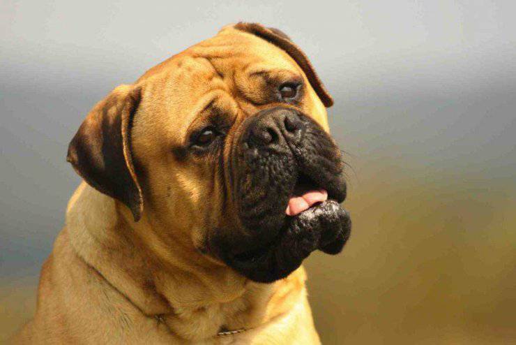 Bullmastiff