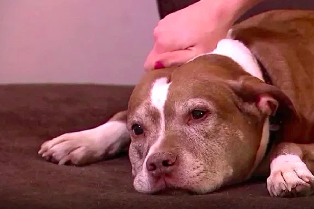 Vomito giallo del canecause, sintomi e rimedi anche casalinghi