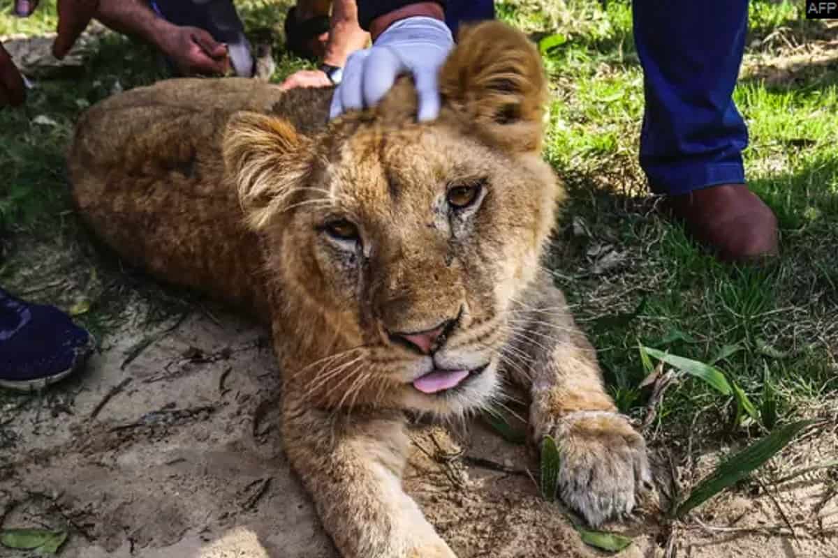 Taglio Artigli Cane | Taglio Artigli Per Gatti Per Taglia - Foto 7