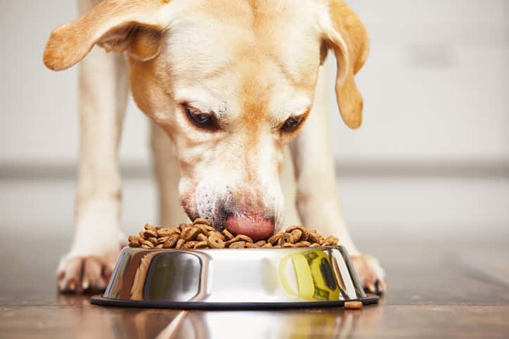 alimentazione del cane adulto