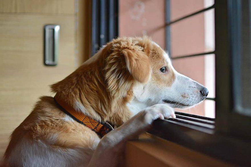 affido del cane in caso di divorzio