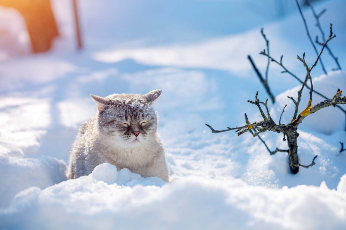 gatto su neve