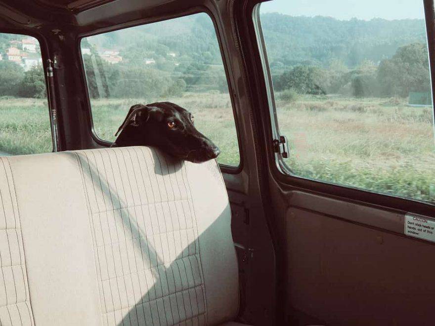 animali lasciati in auto