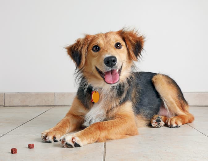 Cane Meticcio Addestramento E Educazione A Tutte Le Eta