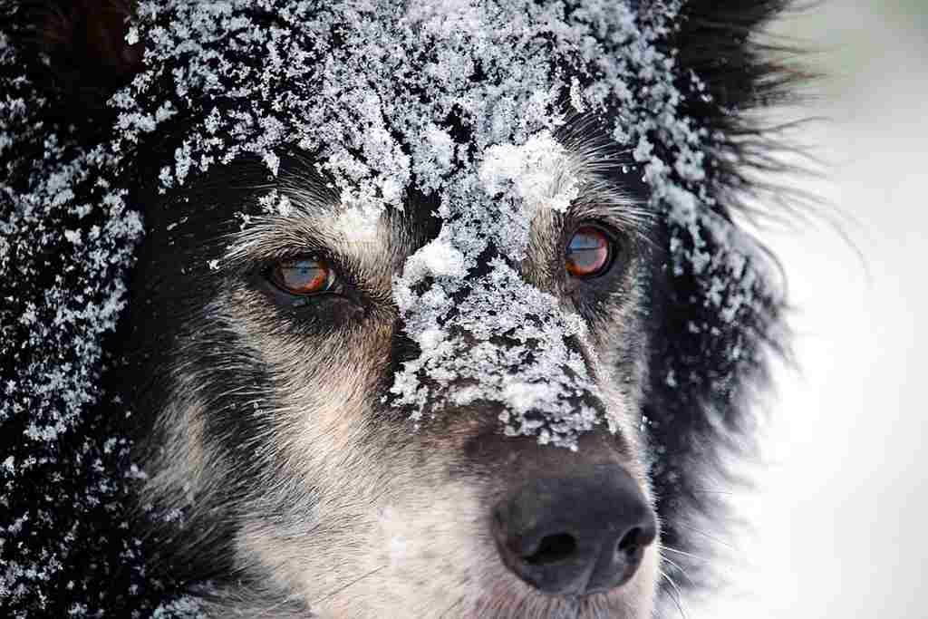 I cani e la neve 5 rischi e 5 consigli per godersi la neve