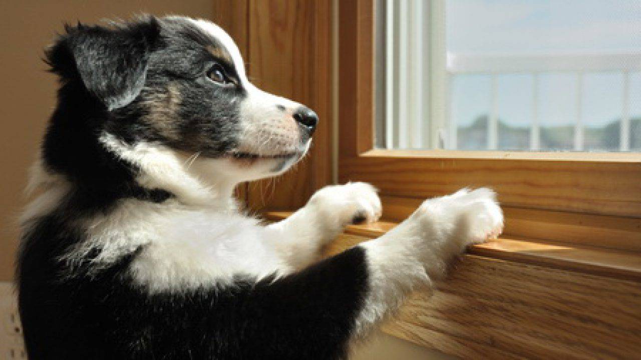 Lasciare Cane Da Solo In Casa Cosa Prova E Come Abituarlo