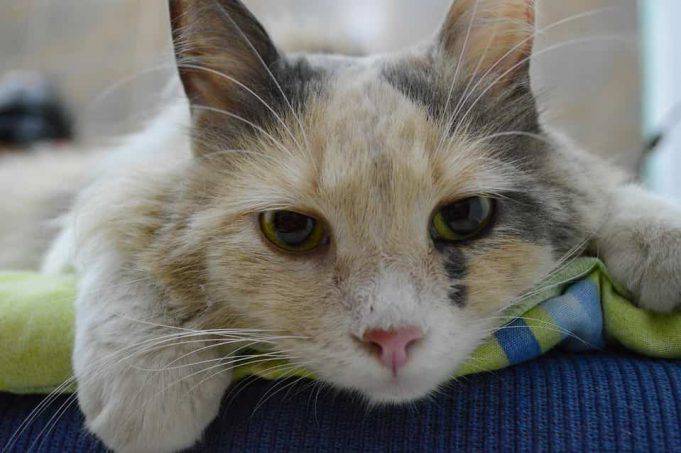 Come Capire Se Un Gatto è Cieco