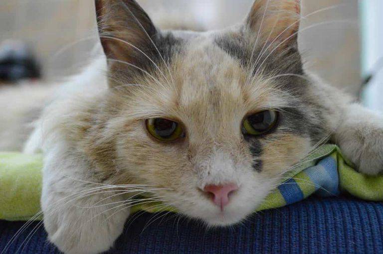 Come Capire Se Un Gatto Sta Morendo