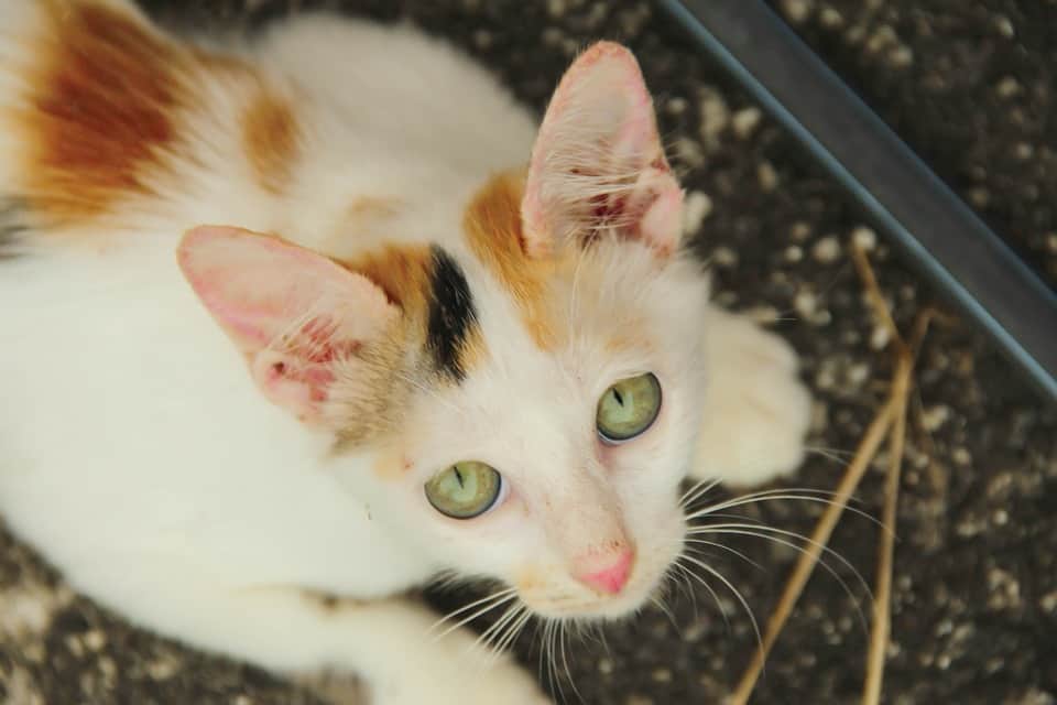 Come Capire Se Il Gatto Sta Morendo