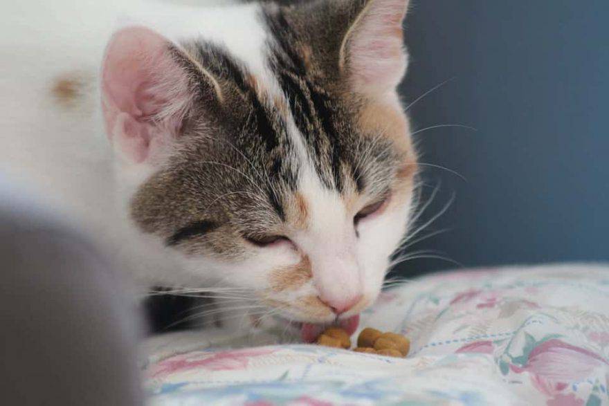 gatti: cibo umido o cibo secco