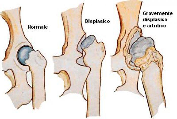 displasia dell'anca nel cane