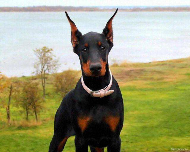 Cane Da Guardia Facile Da Gestire