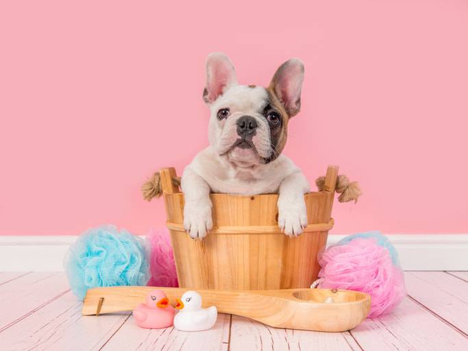 come fare il bagno al cane