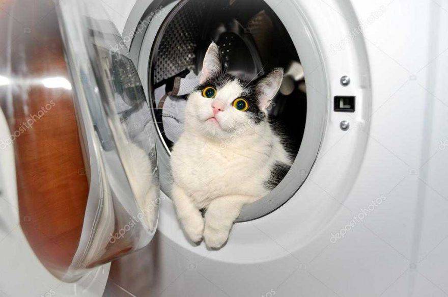gatto casa bagno