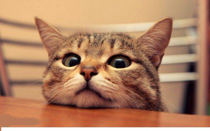 Come Capire Se Il Gatto Sta Morendo