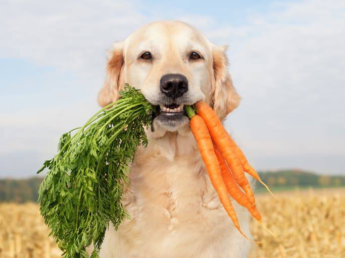 frutta e verdura nell'alimentazione del cane