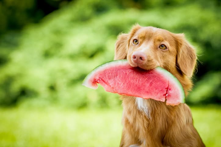 frutta e verdura nell'alimentazione del cane