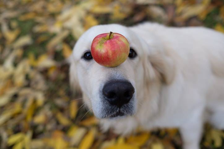 frutta e verdura nell'alimentazione del cane