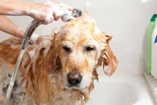 cane che fa il bagno