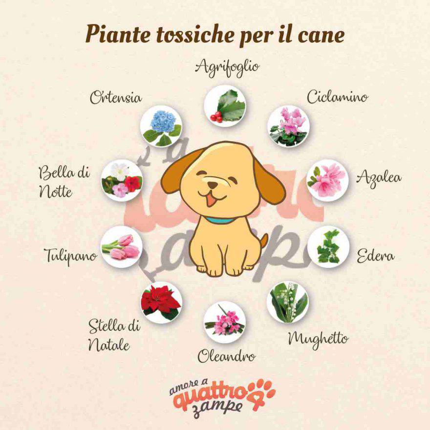 piante tossiche cane