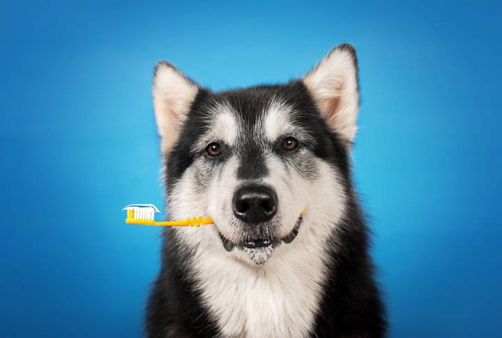 come pulire i denti al cane
