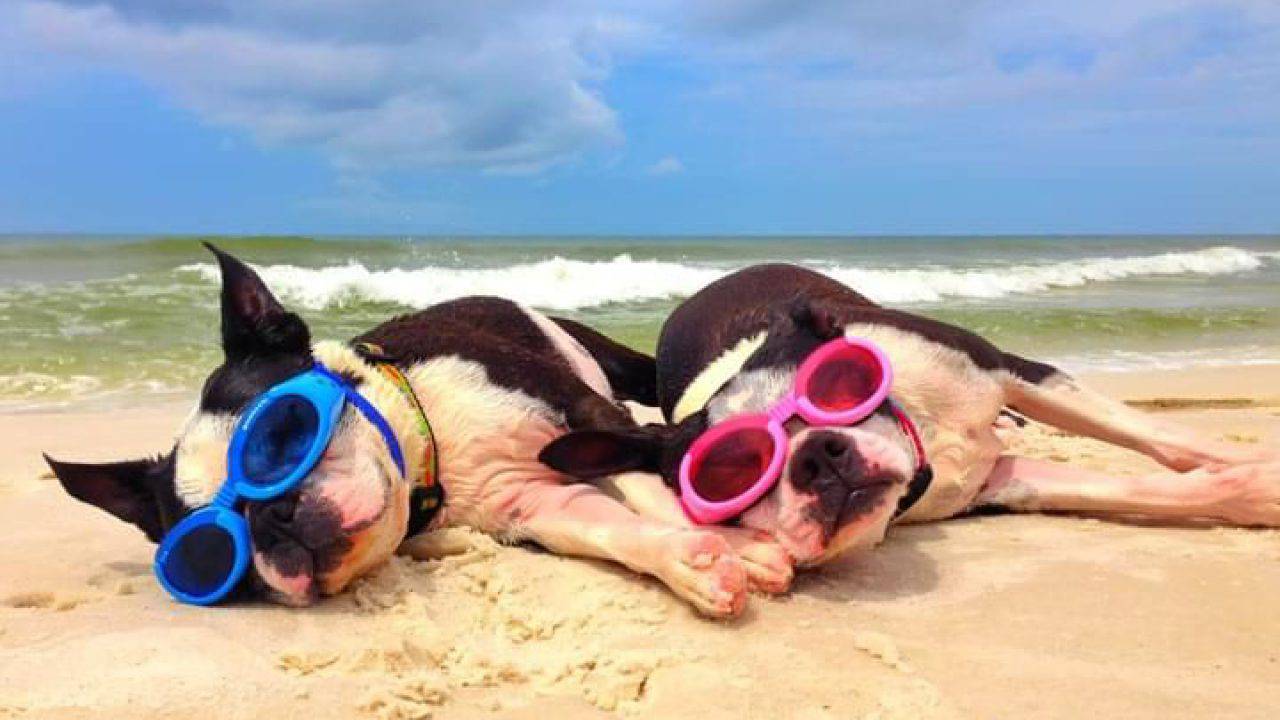 Accesso Cani Sulle Spiaggia Cosa Dice La Legge In Italia