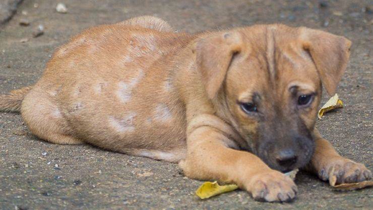 rogna del cane o scabbia