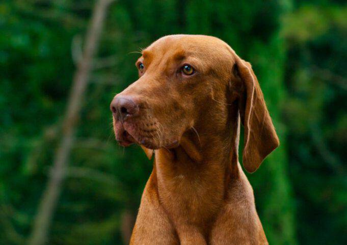 Come Si Chiama Il Cane Di Blanca