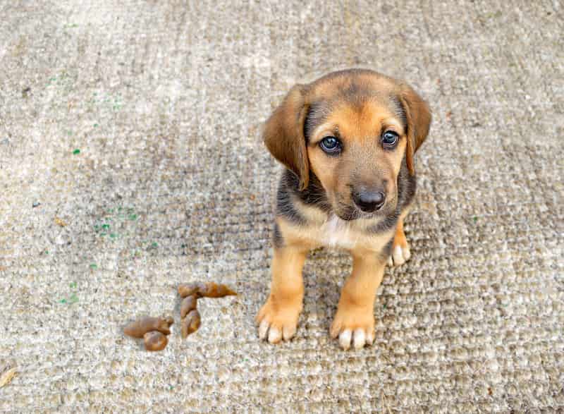 feci del cane