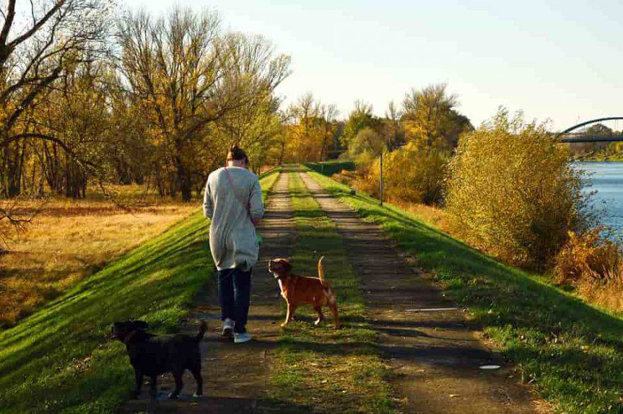 cane a spasso senza guizaglio