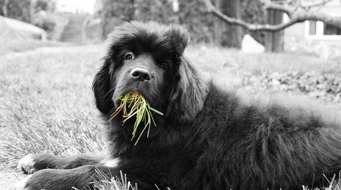 cane mangia erba