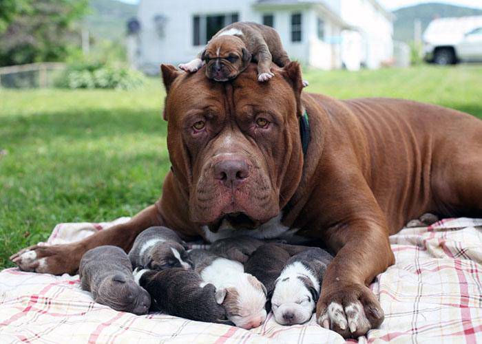 cuccioli cane periodo prenatale