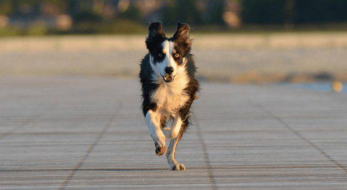 Come Addestrare Un Cane A Non Uscire Dal Cancello