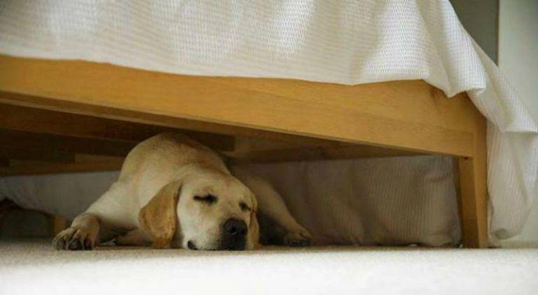 Il cane dorme sotto al letto: cosa significa? - Amoreaquattrozampe.it