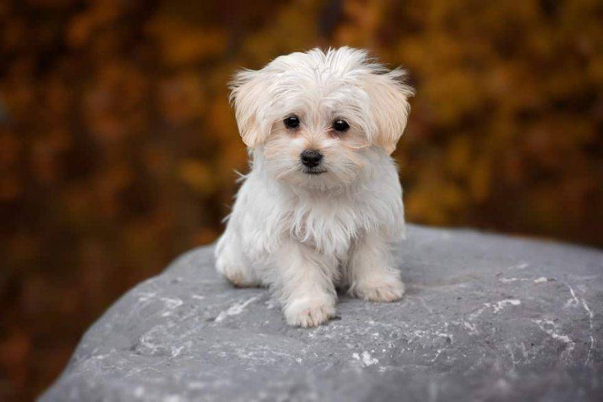 cane toy maltese