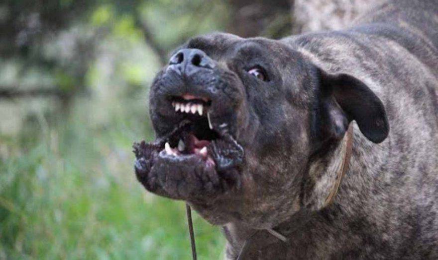 cane corso aggressivo