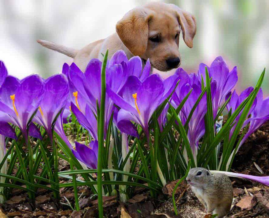 cane primavera
