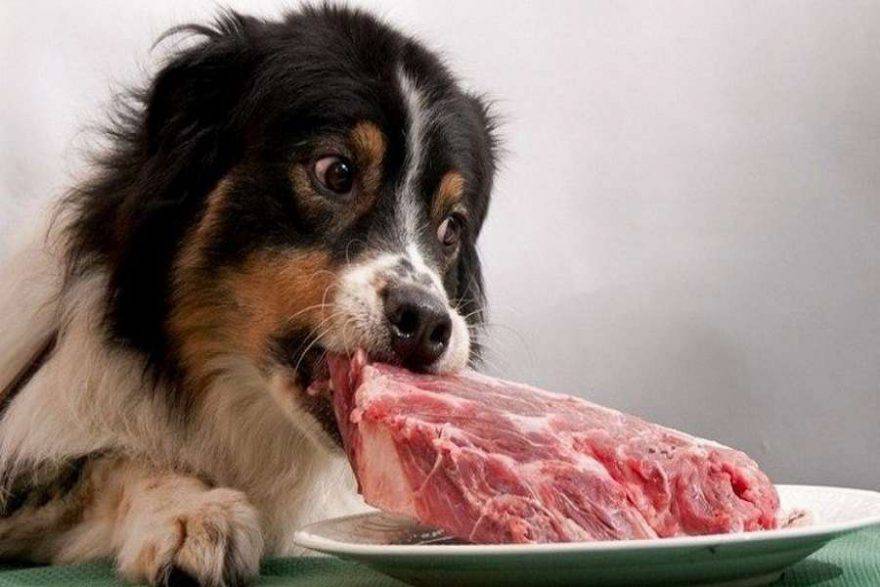 Il cane può mangiare la carne cruda?