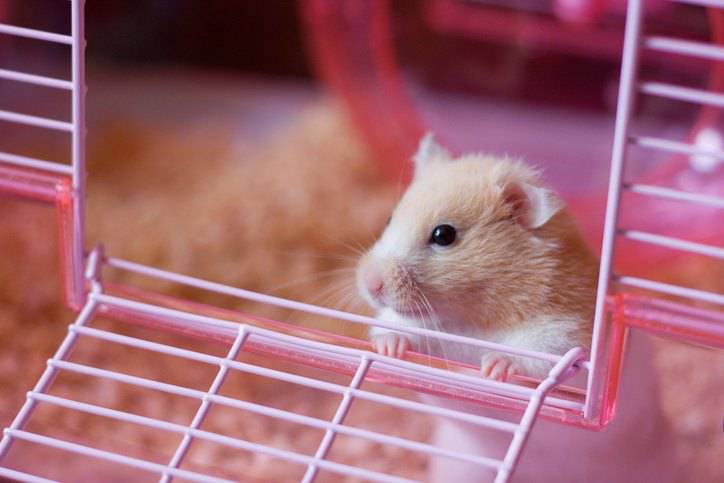gabbie e accessori Animali Piccoli animali Habitat Roue métal hamster neuve 